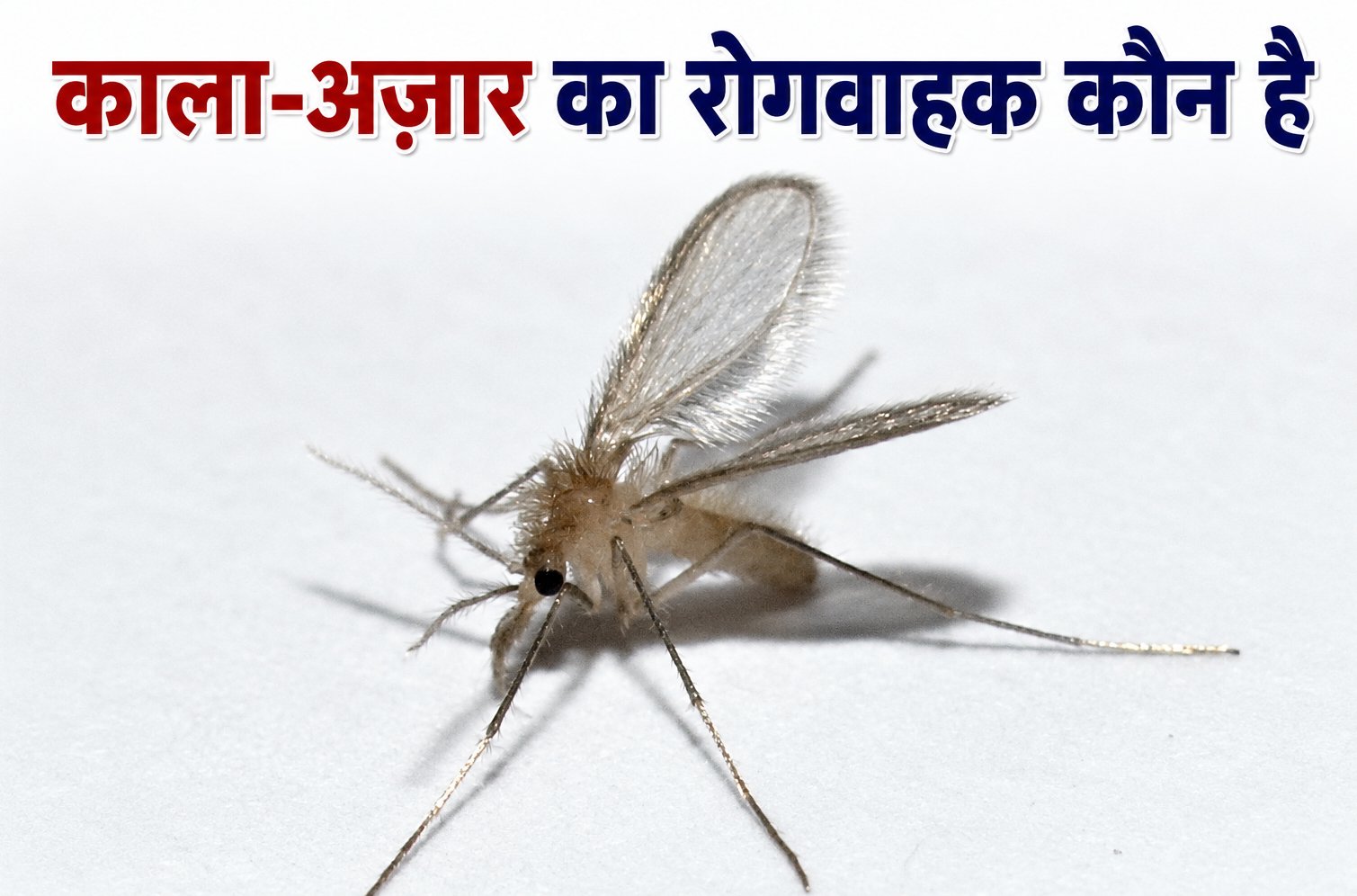 Kala Azar Ka Rogvahak Kon Hai