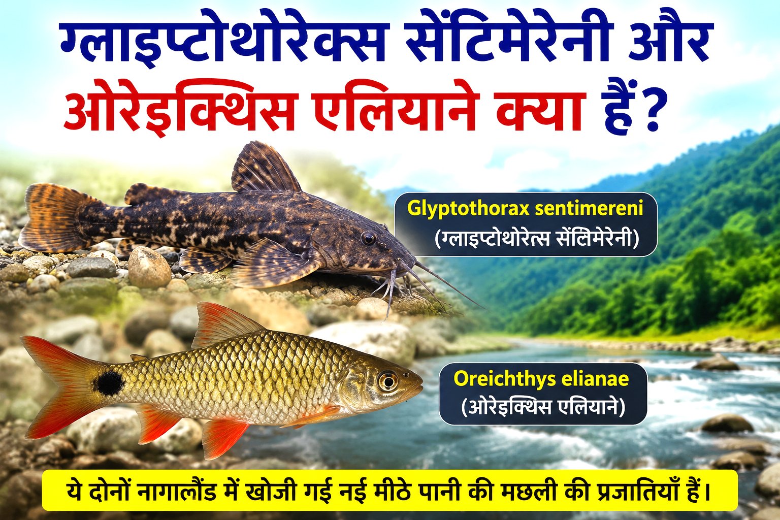Glyptothorax sentimereni aur Oreichthys elianae kya hain
